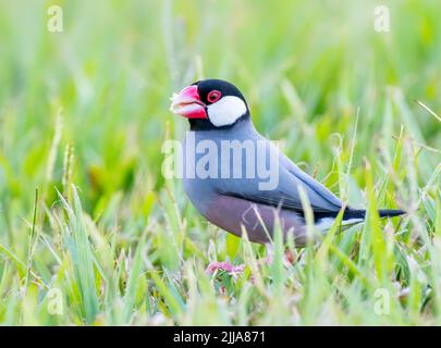 Java finch recherche de nourriture dans l'herbe Banque D'Images