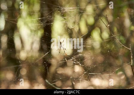 Trichonila clavipes, anciennement Nephila clavipes, communément connu sous le nom d'orb-tisserand de soie dorée, araignée de soie dorée ou araignée de banane, dans son web en entre Banque D'Images