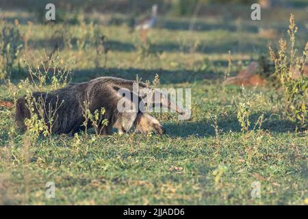 Un manteur géant sauvage (Myrmmecophaga tridactyla) se fore au crépuscule dans le Pantanal du Brésil. C'est la plus grande des quatre espèces d'anteater du monde entier. Banque D'Images