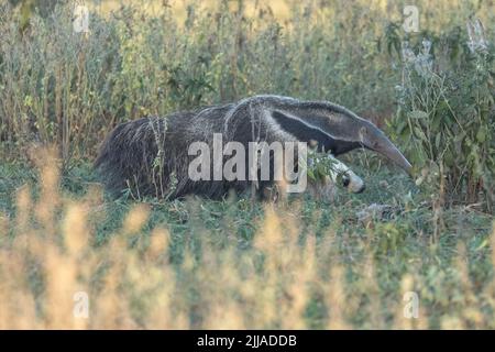 Un manteur géant sauvage (Myrmmecophaga tridactyla) se fore au crépuscule dans le Pantanal du Brésil. C'est la plus grande des quatre espèces d'anteater du monde entier. Banque D'Images