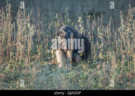 Un manteur géant sauvage (Myrmmecophaga tridactyla) se fore au crépuscule dans le Pantanal du Brésil. C'est la plus grande des quatre espèces d'anteater du monde entier. Banque D'Images