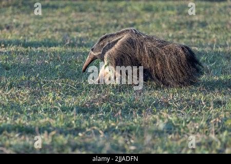 Un manteur géant sauvage (Myrmmecophaga tridactyla) se fore au crépuscule dans le Pantanal du Brésil. C'est la plus grande des quatre espèces d'anteater du monde entier. Banque D'Images