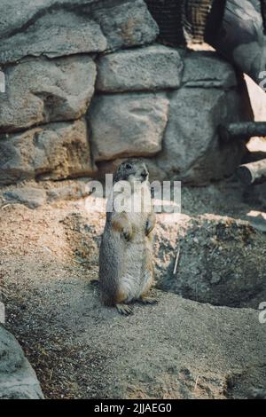 Un marmotte debout sur les pattes arrière Banque D'Images