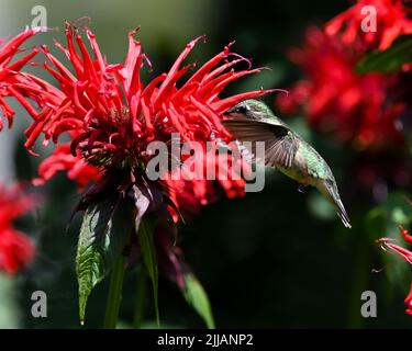 Une femelle d'oiseau-mouches à gorge rubis, Archilochus colubris, se nourrissant de fleurs de rouge vif monarda, Monarda, Monarda fistulosa Banque D'Images