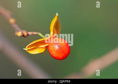 Graine de bittersweet américaine à l'automne dans la réserve de l'étang de Peny Road dans l'Illinois Banque D'Images