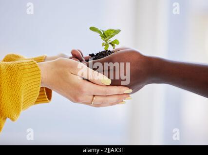 S'associer pour rendre un avenir plus vert. Un homme et une femme méconnaissables tenant une plante qui grandit hors du sol. Banque D'Images