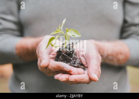 Optimisez votre santé, optimisez votre santé. Un groupe d'hommes âgés méconnaissables tenant une plante qui grandit hors du sol. Banque D'Images