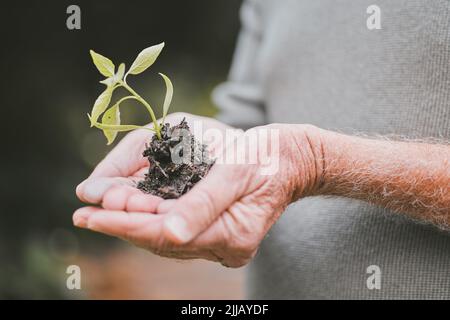 Mon fonds de retraite est dans le vert. Un groupe d'hommes âgés méconnaissables tenant une plante qui grandit hors du sol. Banque D'Images