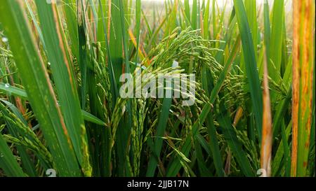 Gros plan de la plante de riz vert jaunâtre qui indique qu'elle est prête à être récoltée Banque D'Images