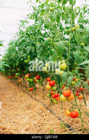 Vue rapprochée sur la plantation de belles tomates mûres vertes et rouges délicieuses cultivées en serre de polycarbonate sur fond flou. Tomate suspendue sur la vigne de plante. Horticulture. Légumes Banque D'Images