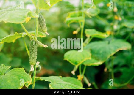 Vue rapprochée sur la plantation de magnifiques concombres verts délicieux cultivés en serre de polycarbonate sur fond flou. Concombre accroché à la vigne de plante. Horticulture. Légumes Banque D'Images