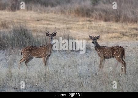 Des doseurs tacherés debout dans la forêt en Inde, un bel homme avec des cornes et un jeune Banque D'Images