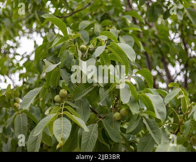 Fruit de noyer poussant sur un arbre au début Banque D'Images