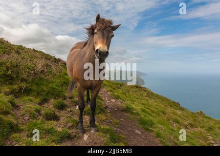 Exmoor poneys marchant sur le sentier côtier près de Lynton, Devon, Grande-Bretagne Banque D'Images