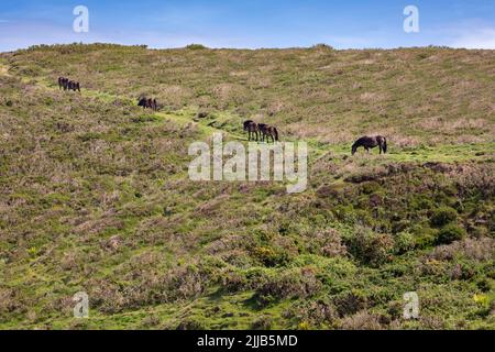 Exmoor poneys marchant sur le sentier côtier près de Lynton, Devon, Grande-Bretagne Banque D'Images