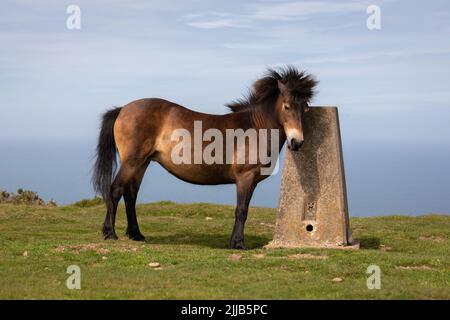 Exmoor poneys marchant sur le sentier côtier près de Lynton, Devon, Grande-Bretagne Banque D'Images