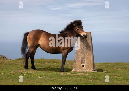 Exmoor poneys marchant sur le sentier côtier près de Lynton, Devon, Grande-Bretagne Banque D'Images