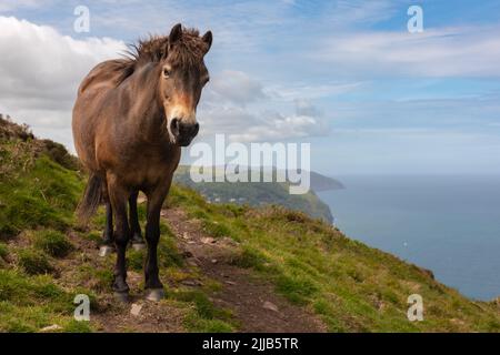 Exmoor poneys marchant sur le sentier côtier près de Lynton, Devon, Grande-Bretagne Banque D'Images