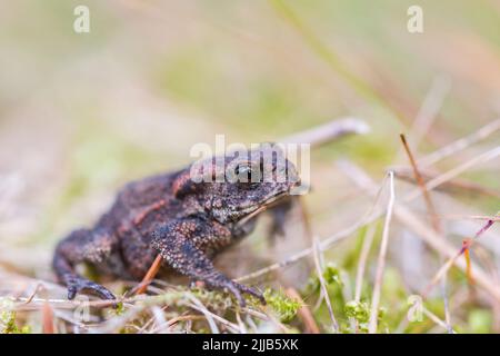 Crapaud commun entre les brins d'herbe Banque D'Images