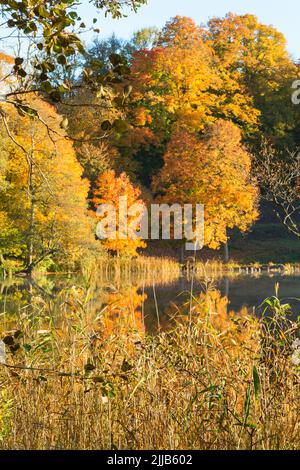 Roseaux à une plage du lac à l'automne Banque D'Images