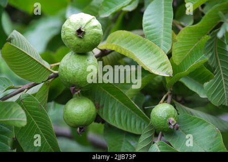 Fruit de la goyave biologique. Fruit de la goyave verte accroché à l'arbre dans la ferme agricole de l'Inde en saison de récolte, ce fruit contient beaucoup de vitamine C. Banque D'Images