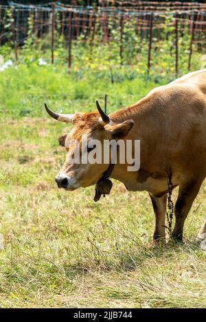 Vache brune à cornes avec une cloche regardant la caméra sur un pâturage rural Banque D'Images