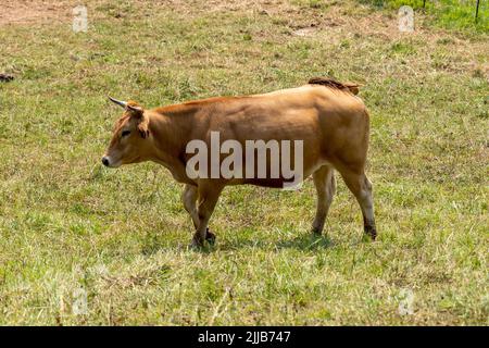 Jeune taureau brun sur un pâturage vert d'été rural de près Banque D'Images
