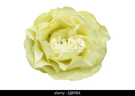 Crème, teinte jaune citron avec teinte verte de rose jaune citron vert floribunda. Isolé sur blanc Banque D'Images