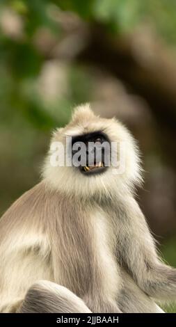 Un portrait vertical d'un langur gris également connu sous le nom de singe hanuman Banque D'Images