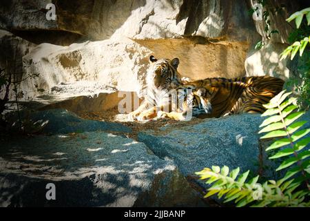 Trois petits tigres couchés au repos. Fourrure rayée des prédateurs élégants. Grand chat d'Asie. Photo d'animal de mammifère Banque D'Images