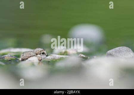 Maman en attente, le camouflage du jeune petit pluvier annelé (Charadrius dubius) Banque D'Images