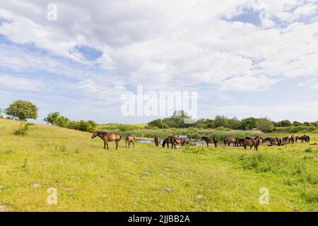 Troupeau de chevaux de Pony d'Exmoor semi-féroces sur l'île danoise de Langeland, en mer Baltique Banque D'Images