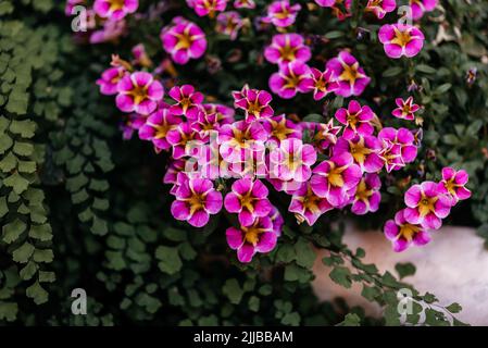 Fuchsia rose mini fleurs de pétunia en été parterre à fleurs, Calibrachoa, million Bells ou en arrière mini plantes hybrides de pétunia Banque D'Images