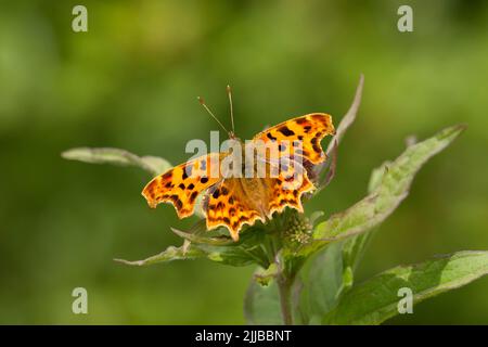 Comma Polygonia c-album, imago, basking sur la végétation, Bentley Wood, Hampshire, ROYAUME-UNI Banque D'Images