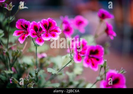 Fuchsia rose mini fleurs de pétunia en été parterre à fleurs, Calibrachoa, million Bells ou en arrière mini plantes hybrides de pétunia Banque D'Images