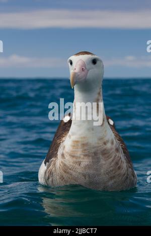 L'albatros de Gibson Diomedea antipodensis gibsoni, nager en mer, Kaikoura, Nouvelle-Zélande en novembre. Banque D'Images