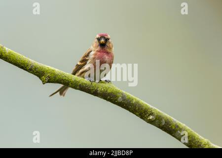 Moins grand sondage Carduelis flammea cabaret, homme adulte perché sur la branche, Danbury, Essex, Royaume-Uni, février Banque D'Images