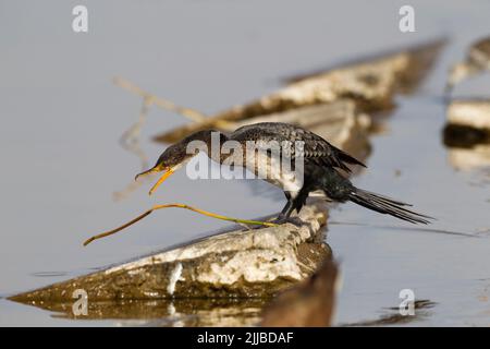 Microcarbo africanus, mineur, attrapant la tige de roseau le long de la jetée, du lac Awassa, Awassa, Ethiopie en février. Banque D'Images