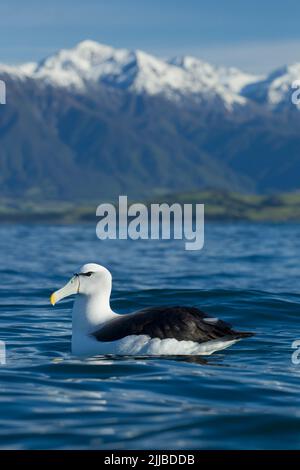 New zealand white-capping mollymawk Thalassarche cauta steadi, adulte, reposant sur l'eau avec les montagnes de Seaward Kaikoura en arrière-plan, Kaikoura, Nouvelle-Zélande Banque D'Images