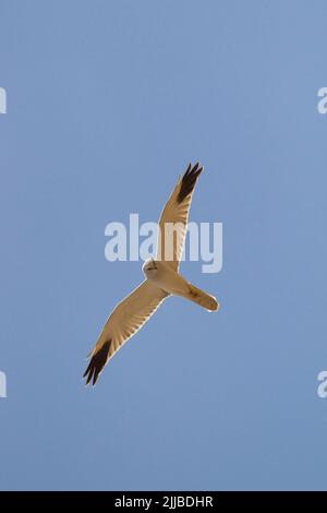 Pallid harrier Circus macrourus, adulte, en vol sur la migration, Rift Valley, Ethiopie en mars. Banque D'Images