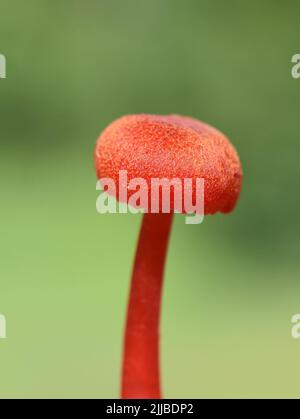 Vermilion cire cap Hygrocybe miniata Red cap champignon closeup Banque D'Images