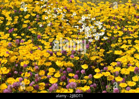 Grand champ de Marguerite Anthemis tinctoria dorée avec trèfle rouge et pâquerettes entre les deux Banque D'Images