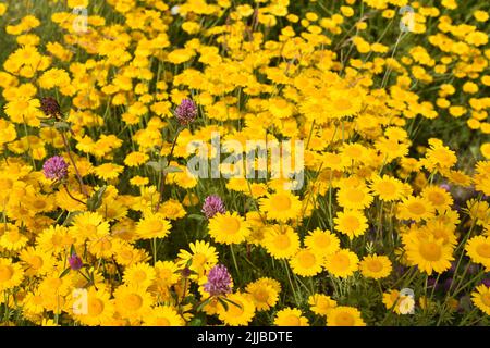 Grand champ de Marguerite Anthemis tinctoria dorée avec trèfle rouge entre les deux Banque D'Images