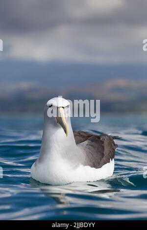 Salvin's mollymawk Diomedea cauta salvini, adulte se reposant en mer près de Kaikoura, Nouvelle-Zélande, en novembre. Banque D'Images