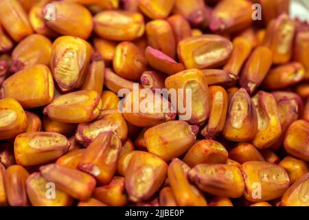 Graines de maïs dans des plats de pétri avec un pesticide rouge. Maïs dans des boîtes de Petri en laboratoire sur le test. Banque D'Images