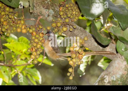 Mousebird Colius striatus, fourrage sur les fruits dans la canopée des arbres, Debre Libanos, Ethiopie en février. Banque D'Images