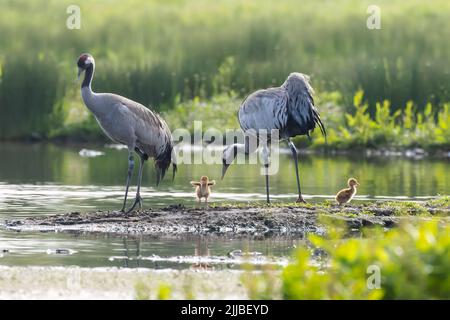 La famille de la grue commune Banque D'Images