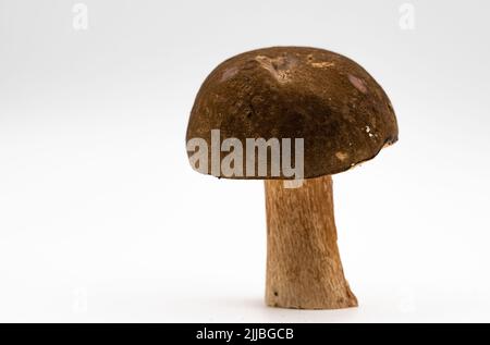 De magnifiques champignons porcini frais sur fond blanc de nourriture saine de saison isolée Banque D'Images