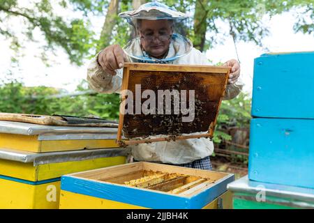 un apiculteur inspectant ses ruches. beaucoup d'abeilles en nid d'abeille. Gardien à la recherche d'un grand lit Banque D'Images