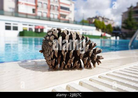 Cèdre, cônes de pin près de la piscine en été Banque D'Images